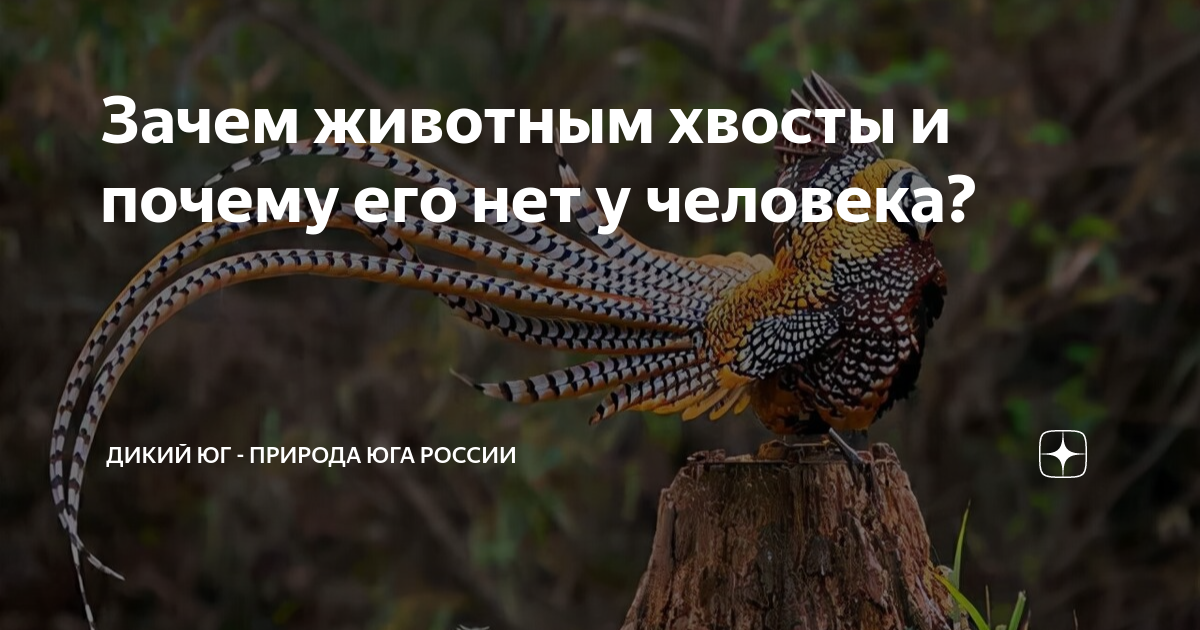 Почему животные одинаковые
