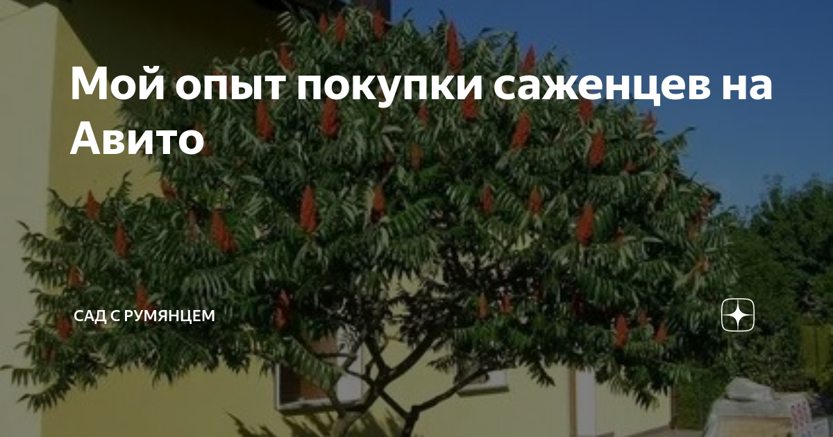 Мой опыт покупки саженцев на Авито | Сад с румянцем | Дзен