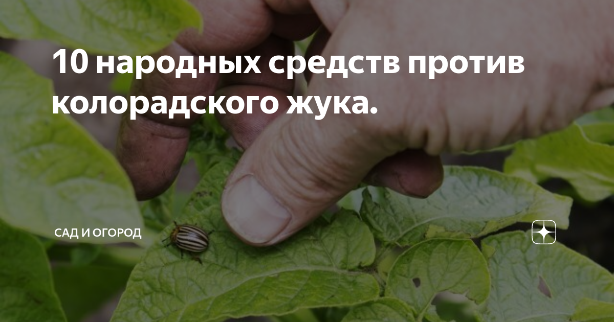 Защита растений наркотической смесью