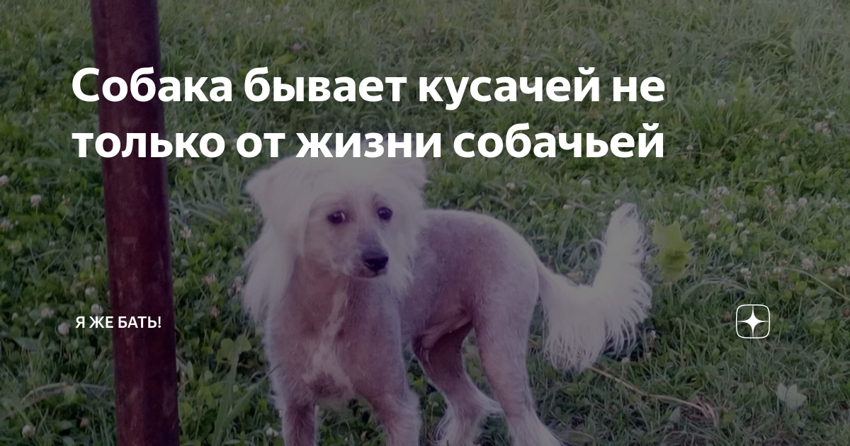 собака бывает кусачей автор текста