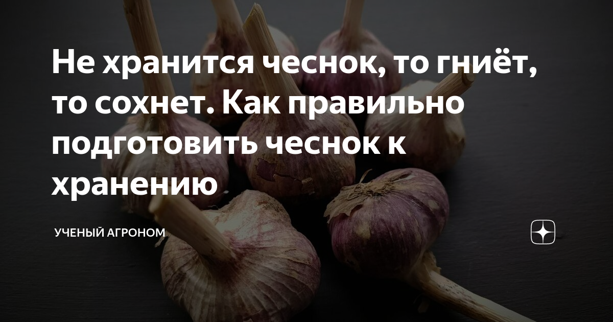 Как подготовить чеснок к хранению. Чеснок усыхает при хранении. как сохранить чеснок до весны. яровой чеснок сохнут листья.