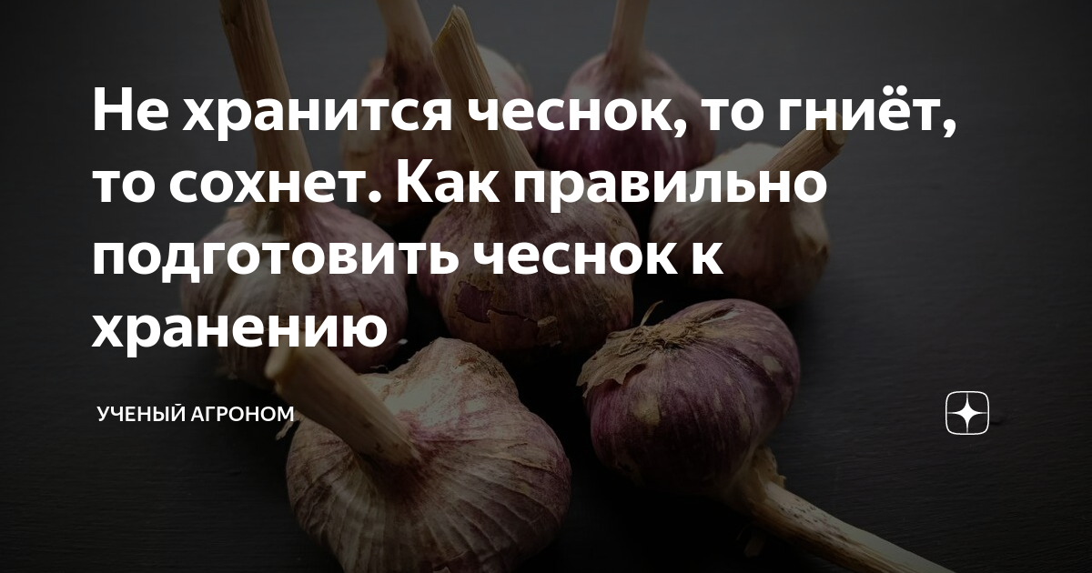 Как сохранить чеснок весной от высыхания. Чеснок усыхает при хранении. Как сохранить чеснок до весны. Озимый чеснок гниет шейка.