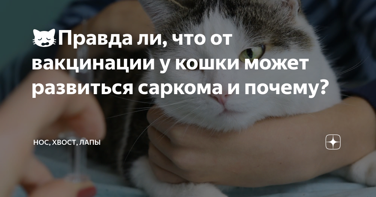 🙀Правда ли, что от вакцинации у кошки может развиться саркома и почему ...