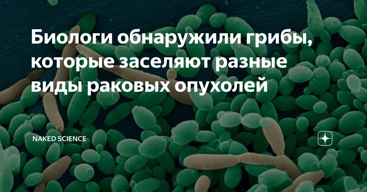 Биологи обнаружили грибы, которые заселяют разные виды раковых опухолей ...