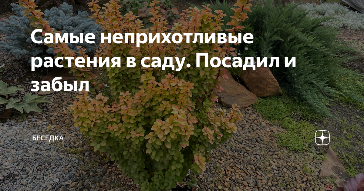 Самые неприхотливые растения в саду. Посадил и забыл | Беседка | Дзен