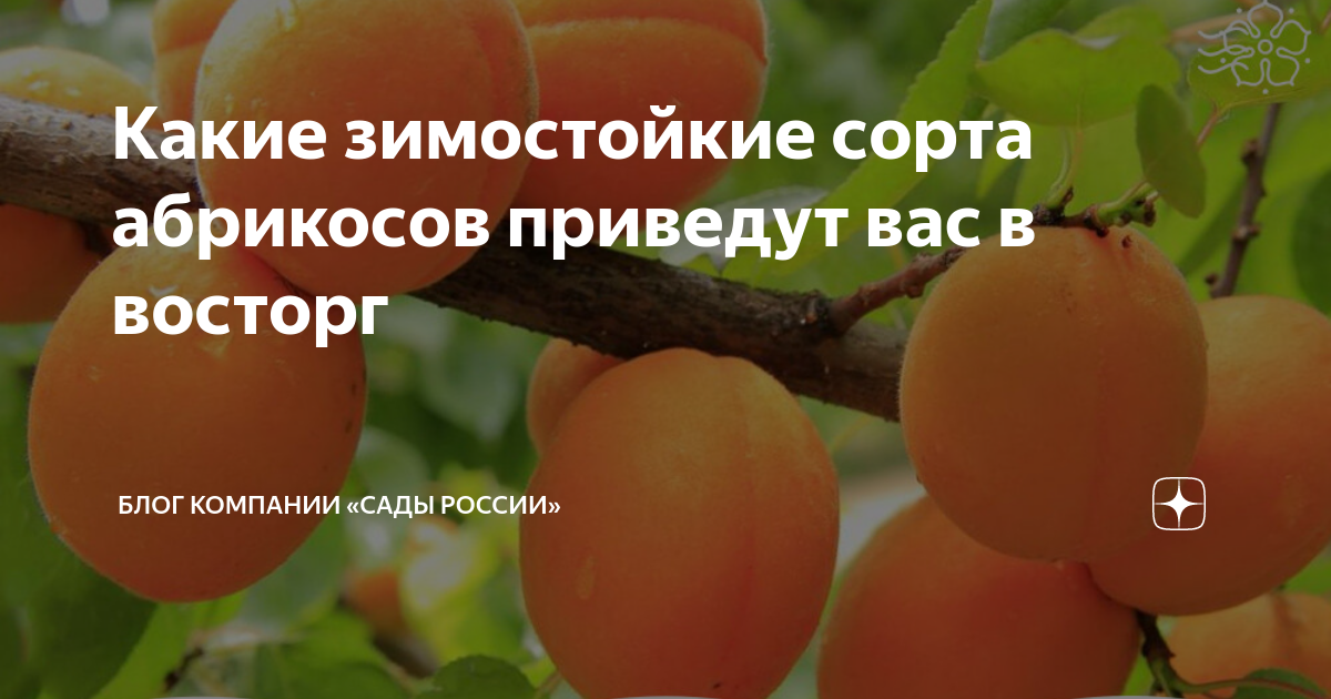 Какие зимостойкие сорта абрикосов приведут вас в восторг | НПО «Сады ...