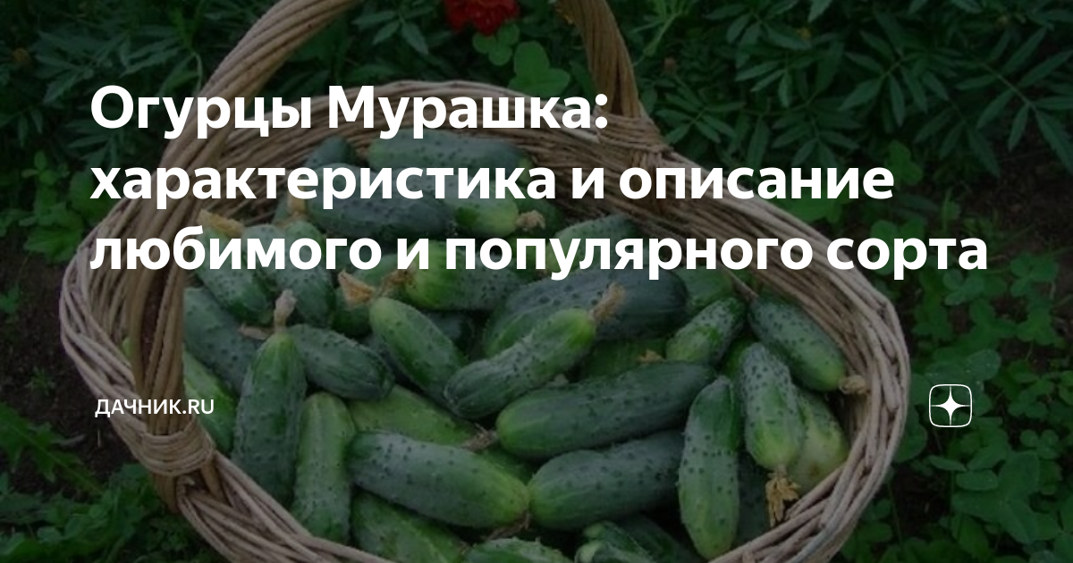Огурцы мурашки фото Огурец Мурашка (семена) купить по цене 90 ₽ в интернет-магазине KazanExpress