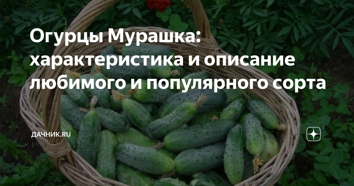 Огурец мурашка фото и описание