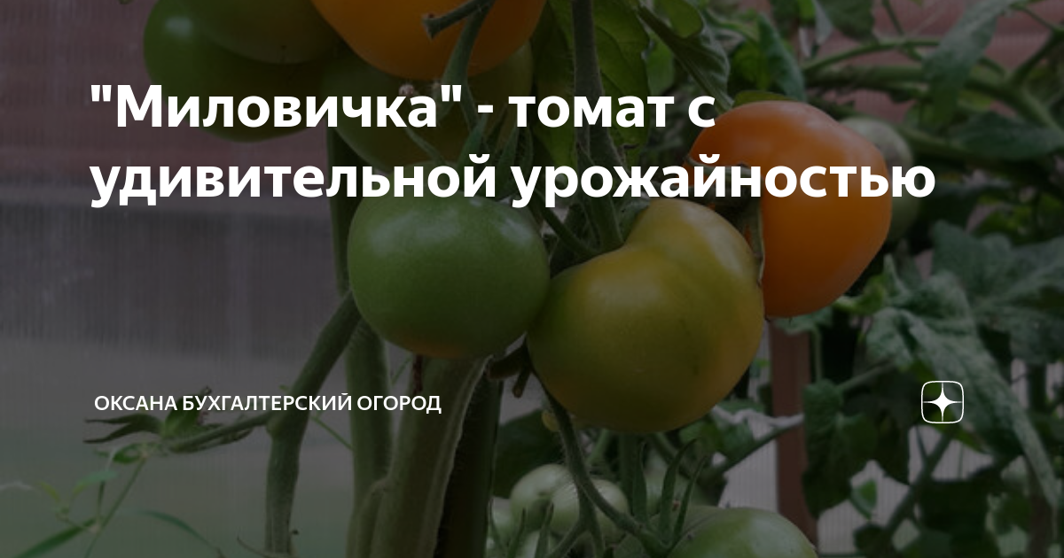 "Миловичка" - томат с удивительной урожайностью | Оксана Бухгалтерский ...