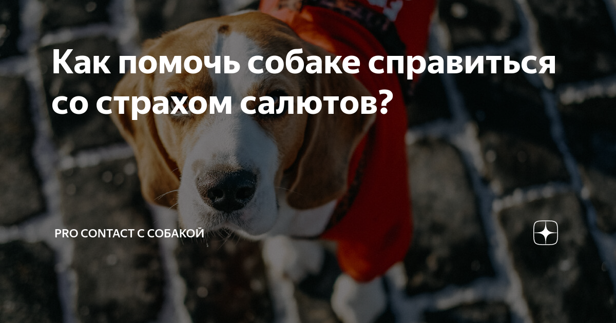 Как справиться со страхом салютов у пугливой собаки: полезные советы для хозяев [Собаки Dogs]