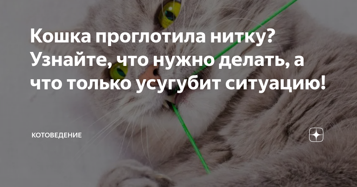 Кошка проглотила нитку? Узнайте, что нужно делать, а что только усугубит ситуацию!