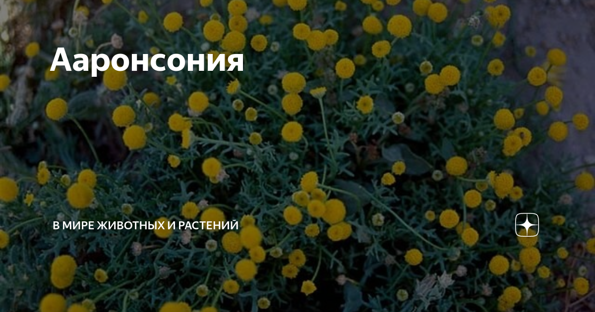 Ааронсония