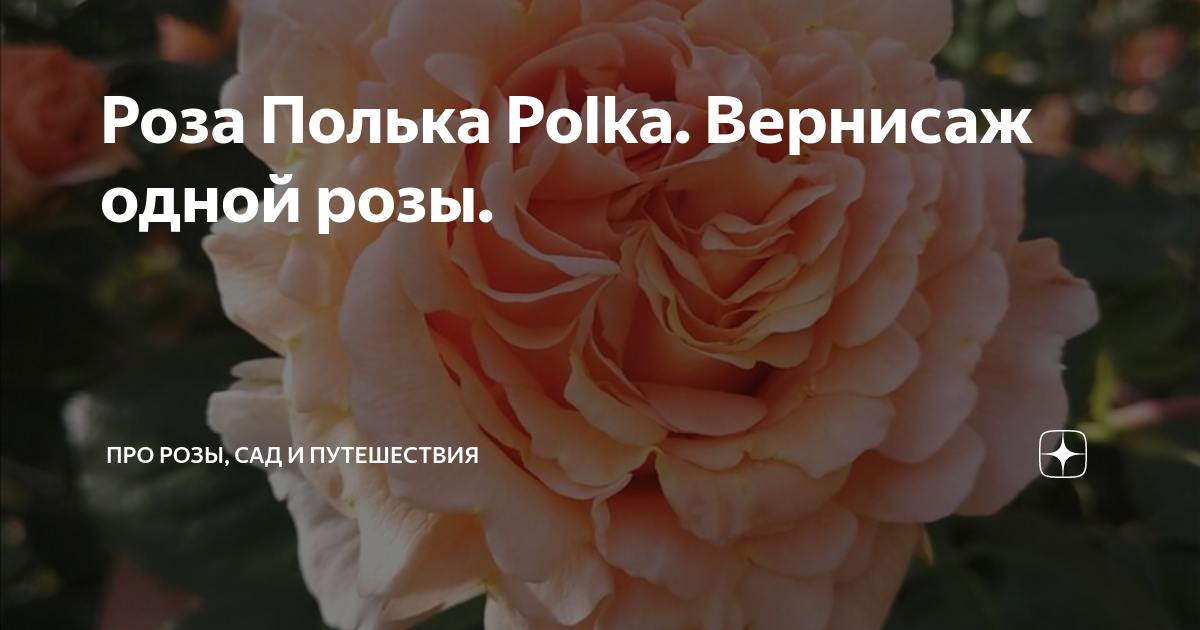 Роза Полька Polka. Вернисаж одной розы. | Про розы, сад и путешествия ...