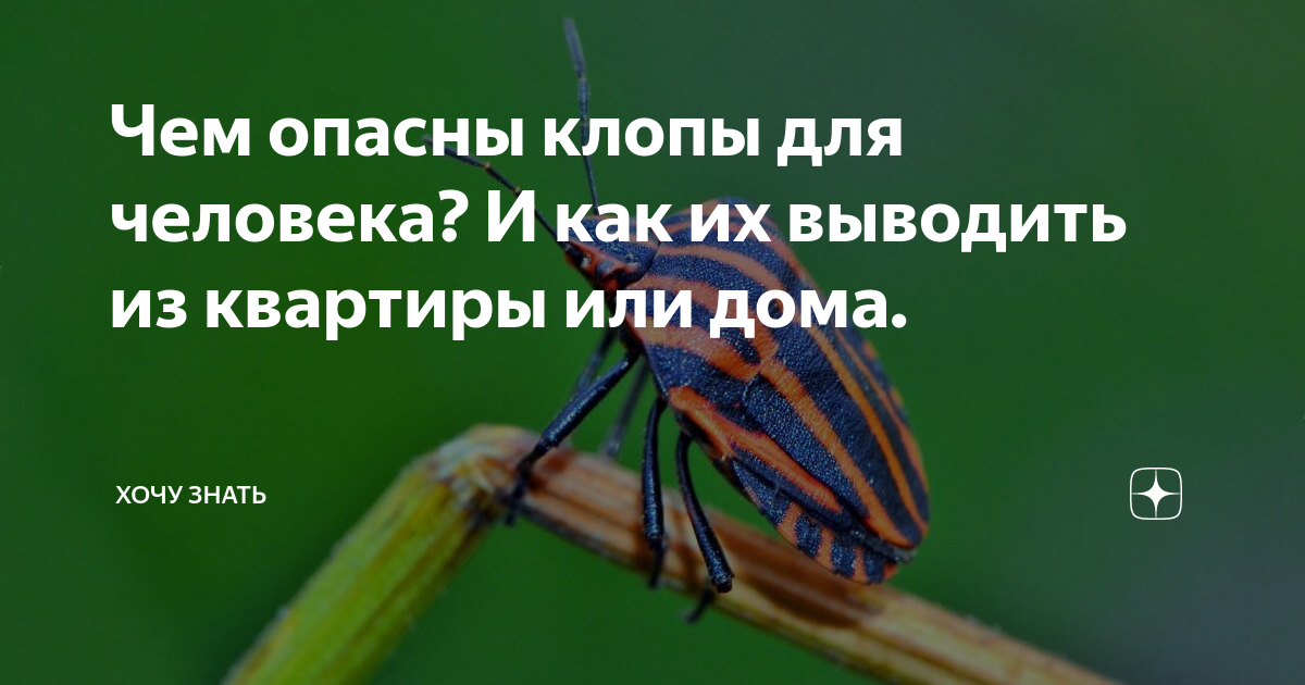 Чем опасны клопы для человека? И как их выводить из квартиры или дома ...