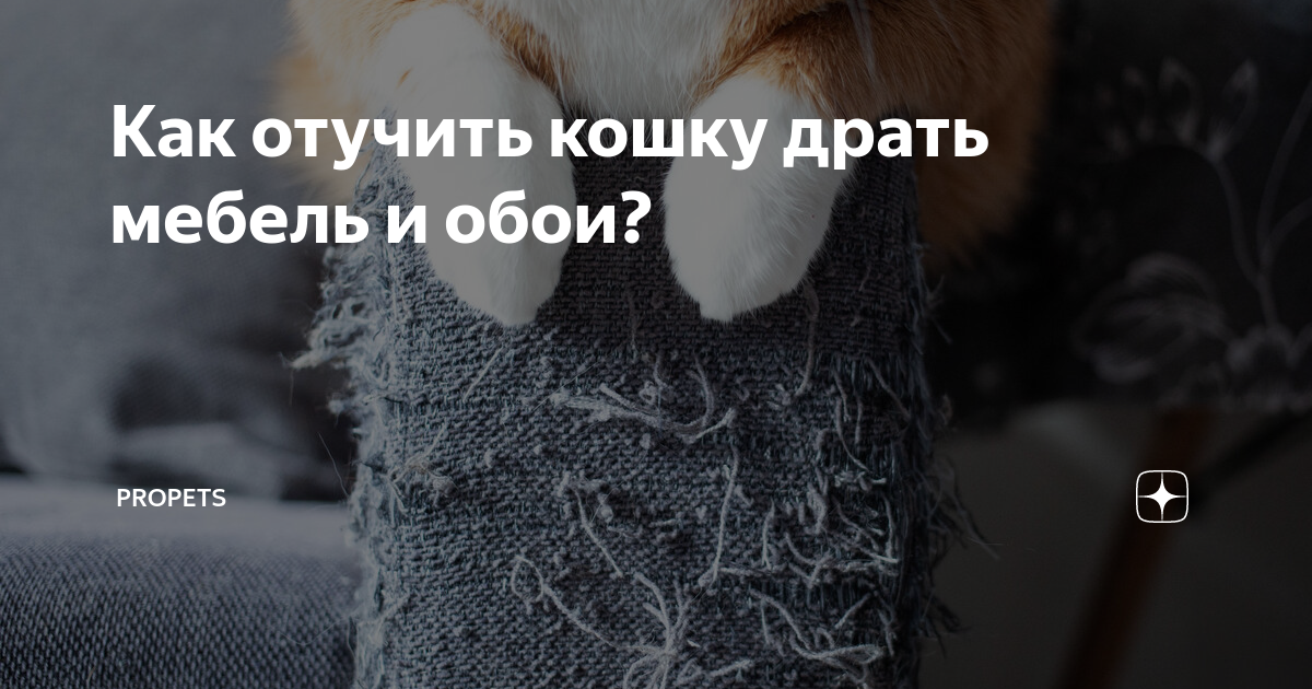 Как отучить кота драть обои