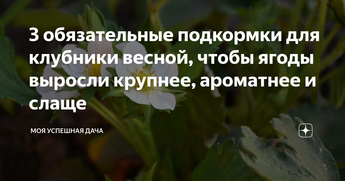 3 обязательные подкормки для клубники весной, чтобы ягоды выросли ...