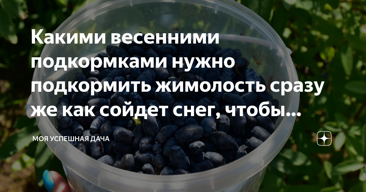 Какими весенними подкормками нужно подкормить жимолость сразу же как ...