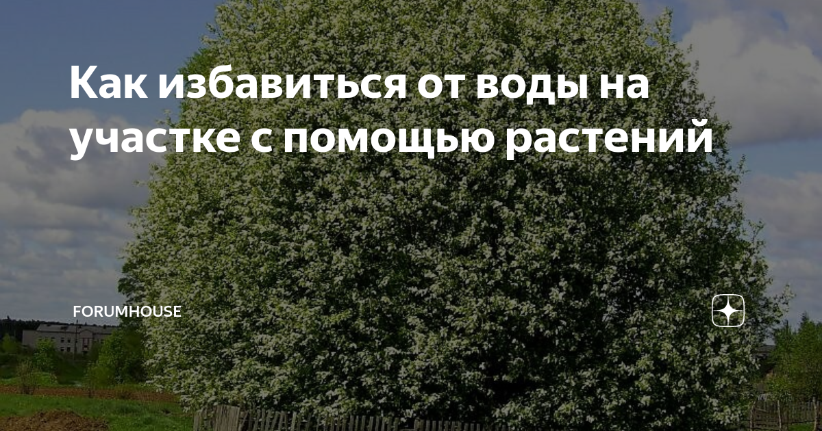 Как избавиться от воды на участке с помощью растений | FORUMHOUSE | Дзен