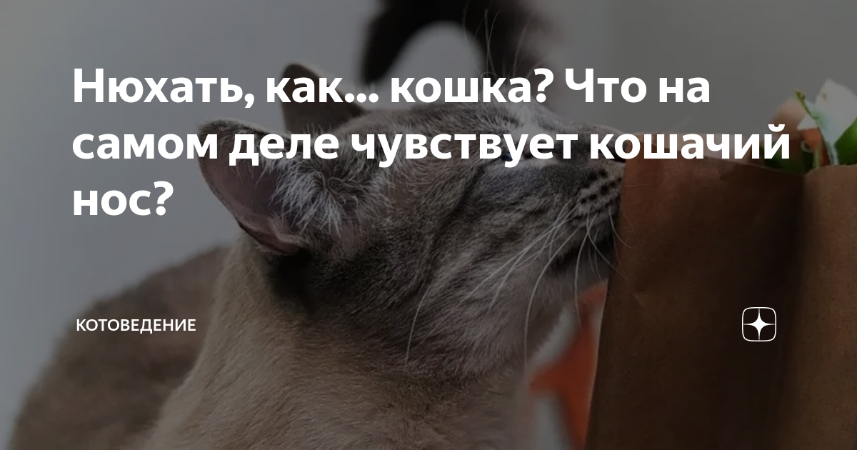 Коты чувствуют запахи