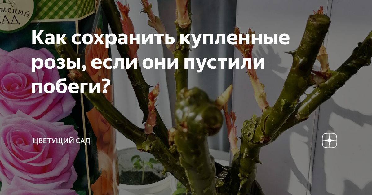 Как сохранить саженцы до посадки и не потерять ни одного корня