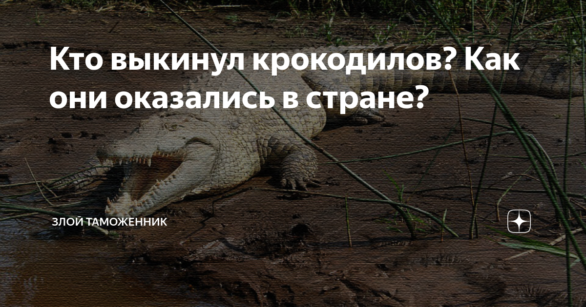Кто выкинул крокодилов? Как они оказались в стране? | Злой таможенник ...