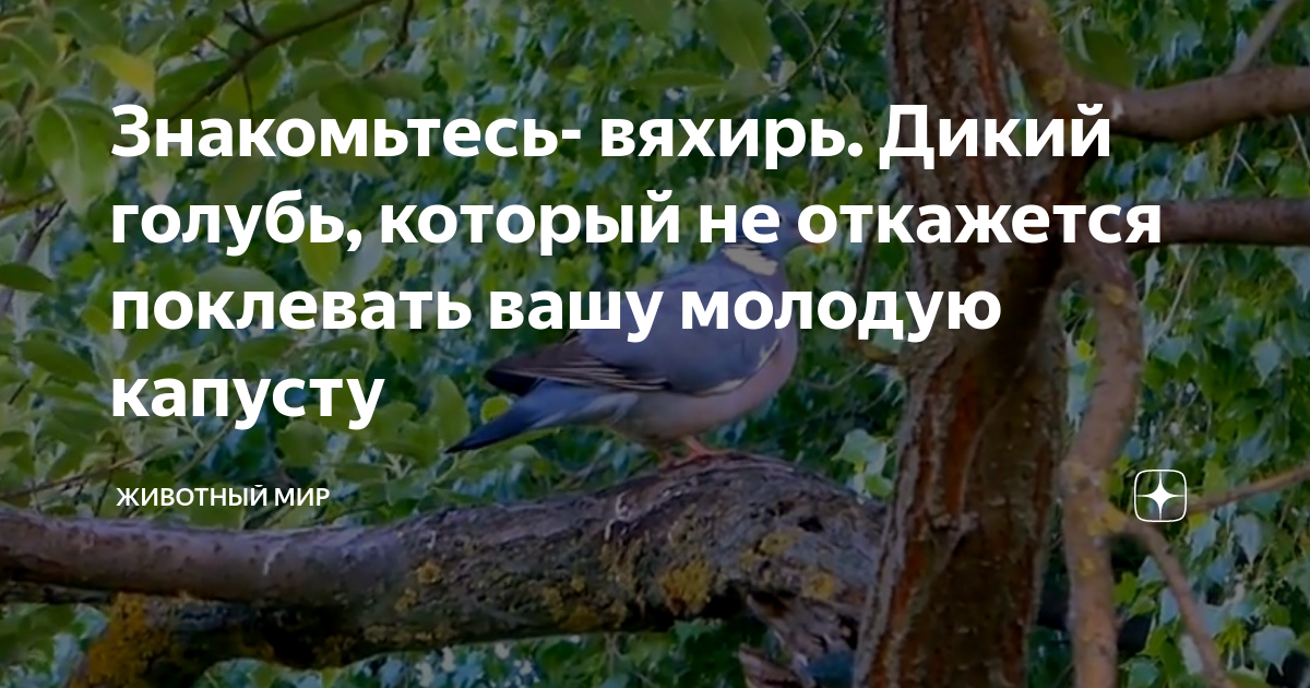 Знакомьтесь- вяхирь. Дикий голубь, который не откажется поклевать вашу ...