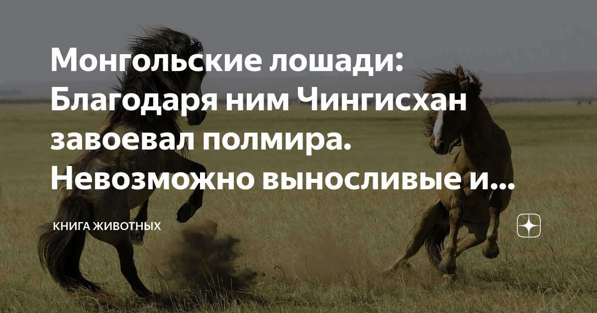 Монгольские лошади: Благодаря ним Чингисхан завоевал полмира ...