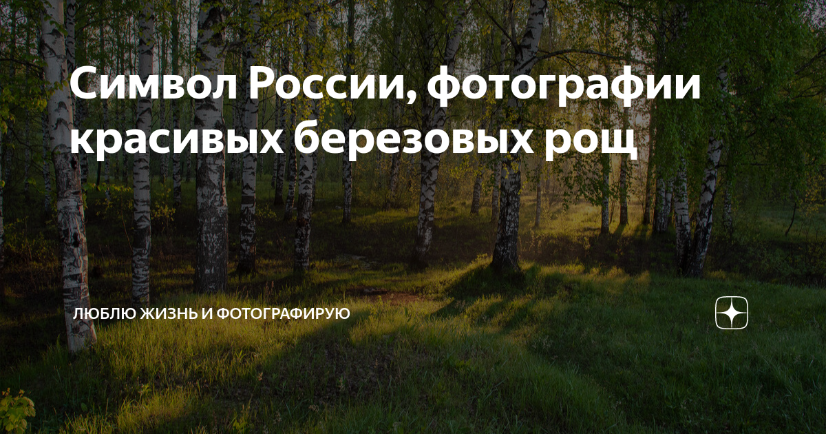 Символ России, фотографии красивых березовых рощ | Люблю жизнь и ...