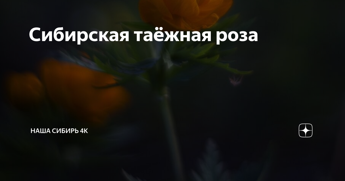 Сибирская таёжная роза | Наша Сибирь 4К | Дзен