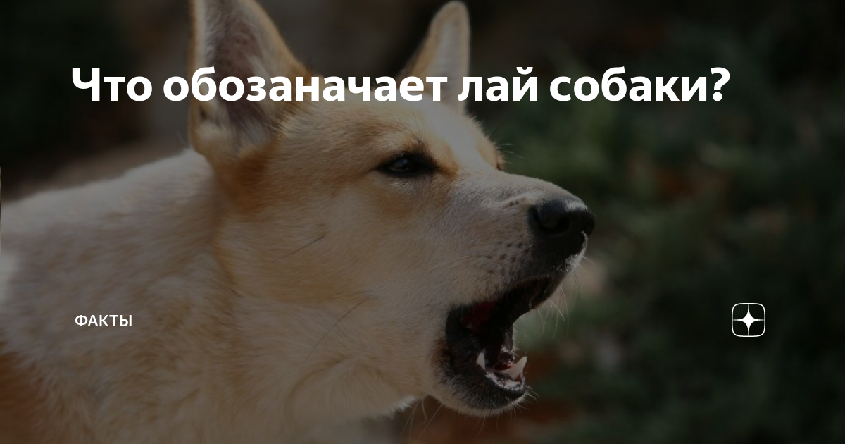 Преимущества назывного предложения дальнего лая собак