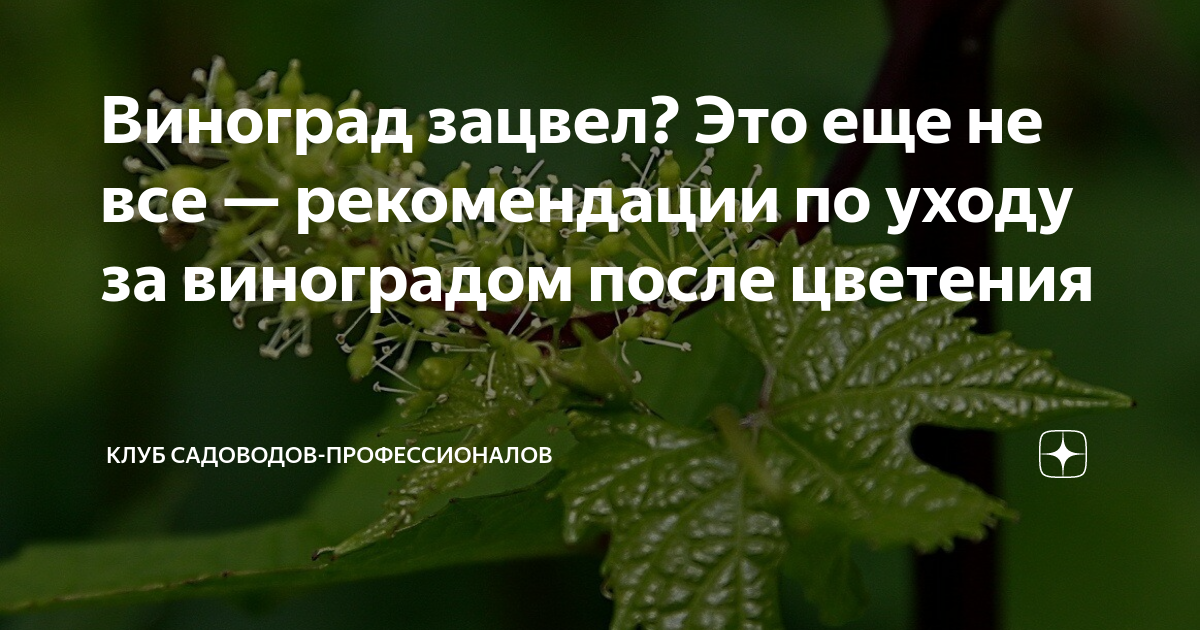 Клуб садоводов профессионалов реальные отзывы. Сроки зацветания винограда в Подмосковье.