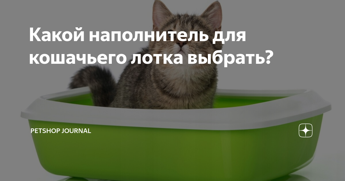 Какой наполнитель для кошачьего лотка выбрать? | Petshop Journal | Дзен