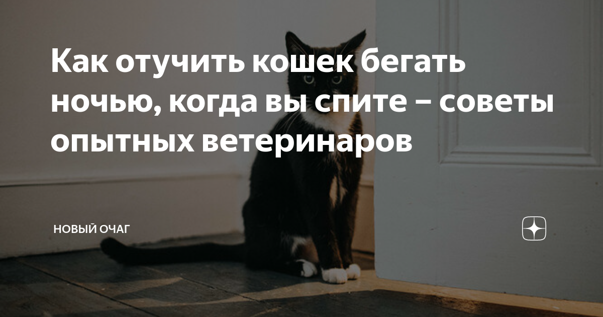 Как отучить кошку писать на кровать совет специалиста