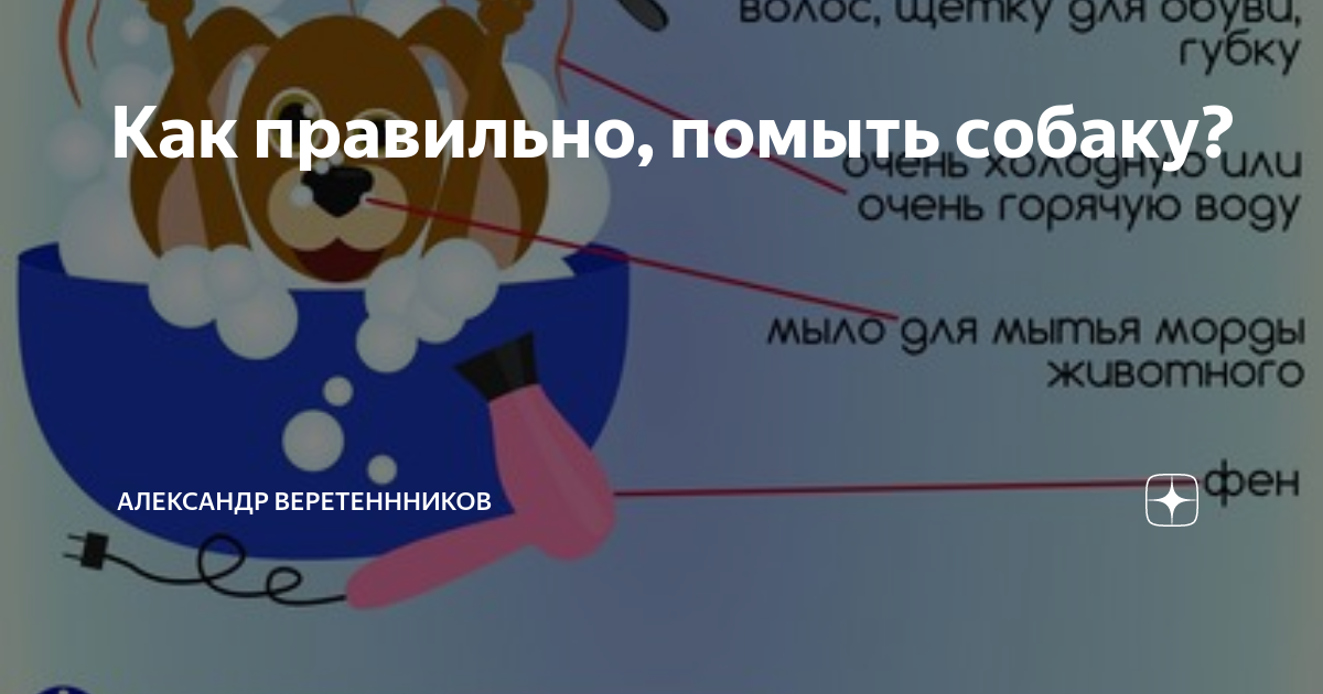 Как помыть щенка в первый. Как помыть щенка в первый