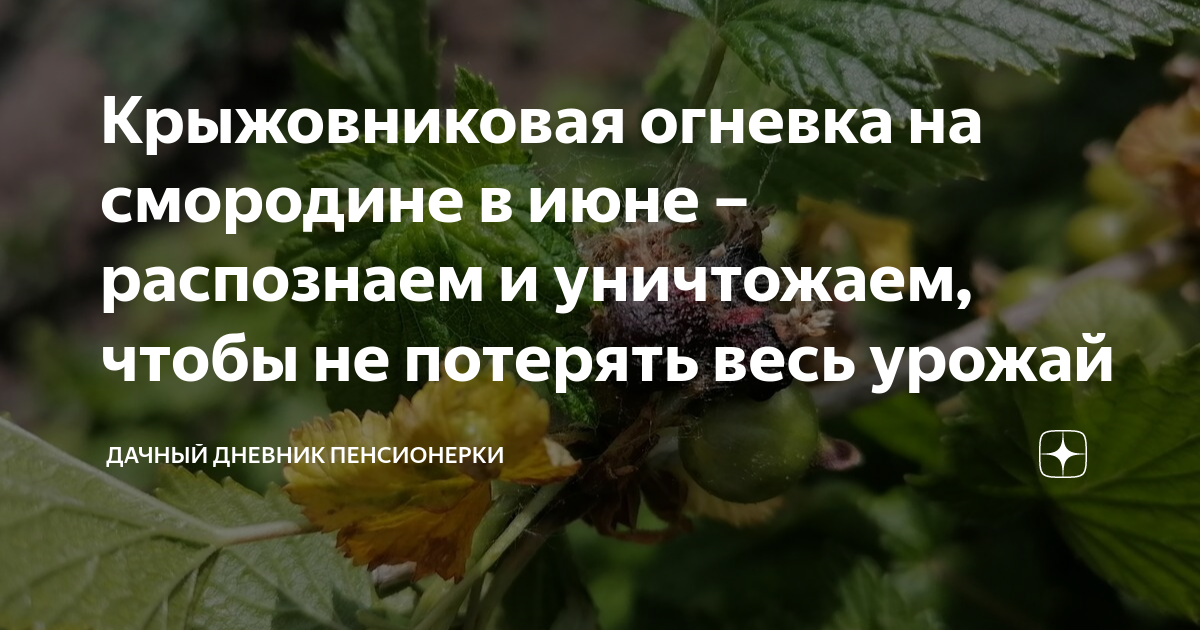 Крыжовниковая огневка на смородине в июне – распознаем и уничтожаем ...