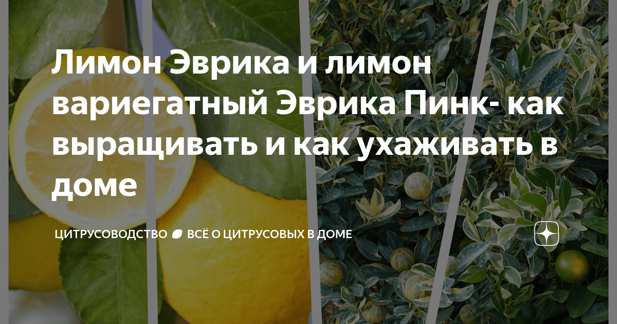 Лимон Эврика и лимон вариегатный Эврика Пинк- как выращивать и как ...