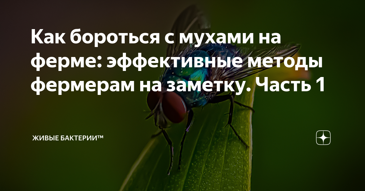 Уничтожение мух в Красноярске — Герадез