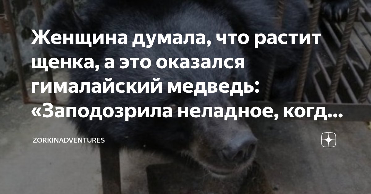 Однако за время пути собака могла подрасти. Китай собака оказалась Гималайским медведем. ДТП С Гималайским медведем. Собака заподозрила неладное.