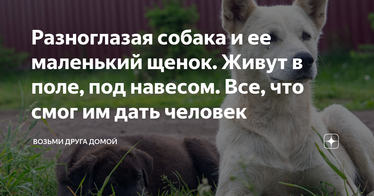 Социальная реклама возьми собаку из приюта. Приют для кошек реклама. Возьми друга из приюта картинки. Забери друга из приюта. Забери друга из приюта.