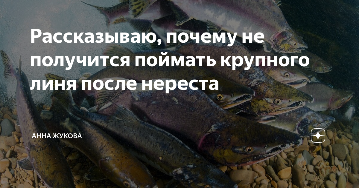 нерест линя в ленинградской области. мир позитива. поймала получается. поймала получается. мотиваторы.