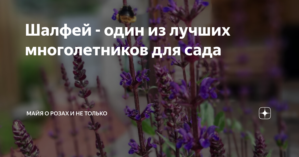 Шалфей - один из лучших многолетников для сада | Майя о розах и не ...