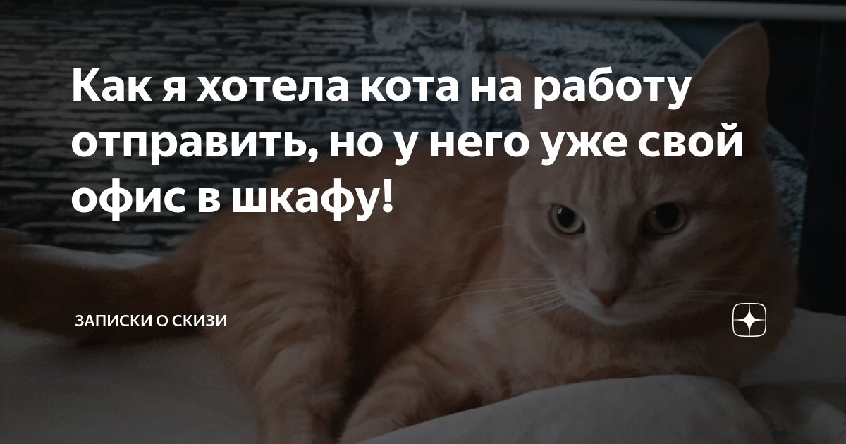 Как я хотела кота на работу отправить, но у него уже свой офис в шкафу ...