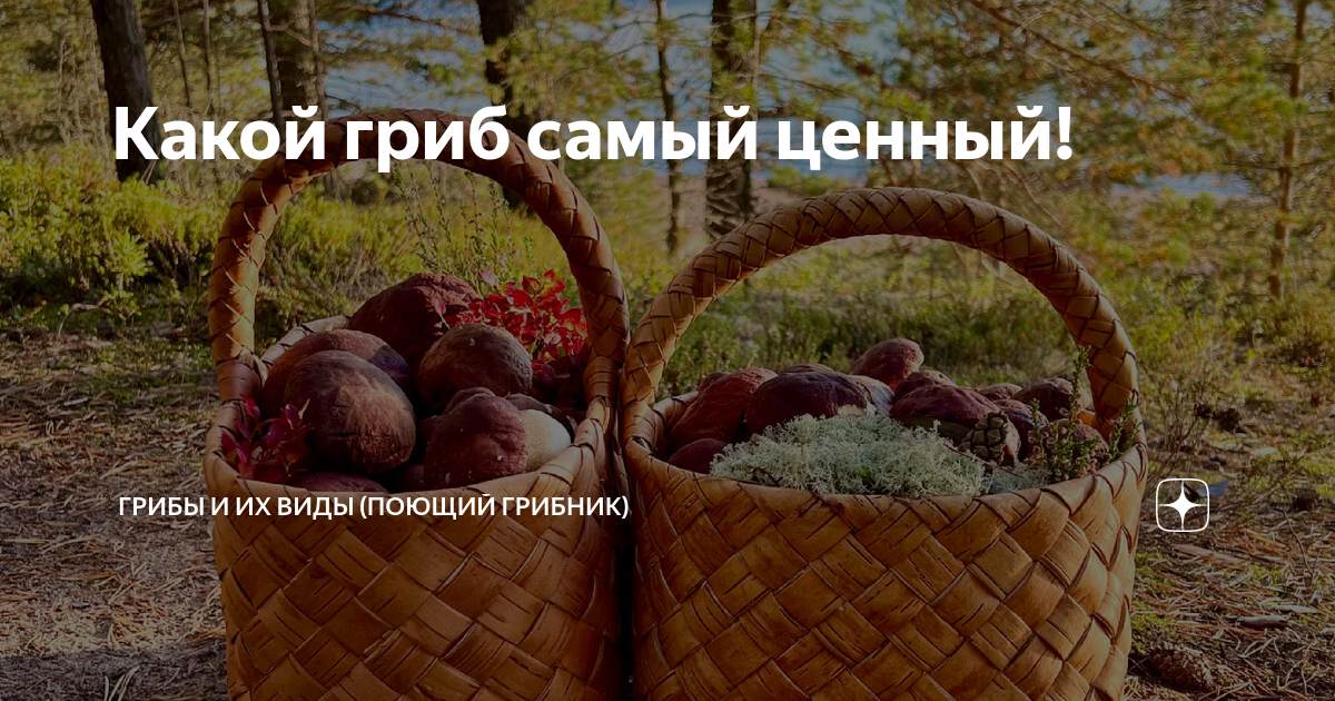 Какой гриб самый ценный! | Грибы и их виды (Поющий грибник) | Дзен