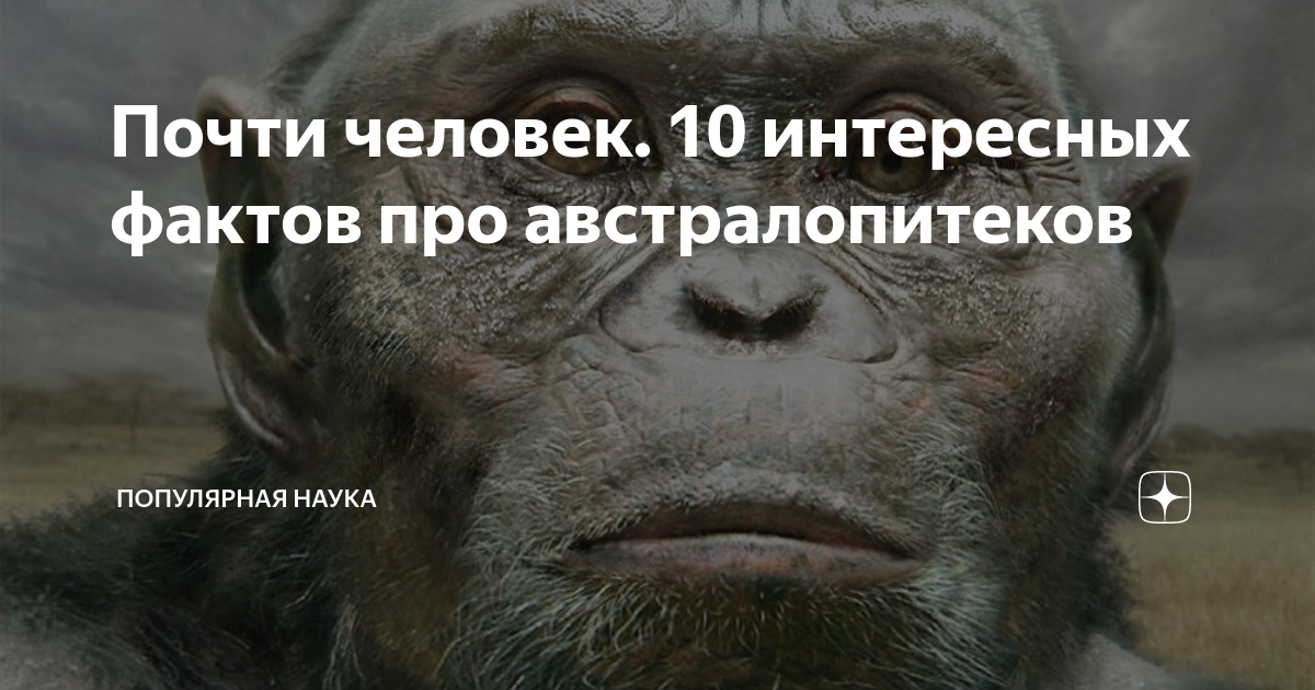 Почти человек. 10 интересных фактов про австралопитеков | Популярная ...