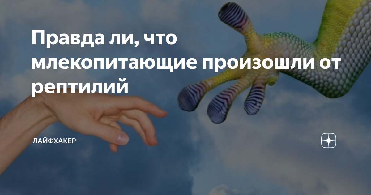 Правда ли, что млекопитающие произошли от рептилий | Лайфхакер | Дзен