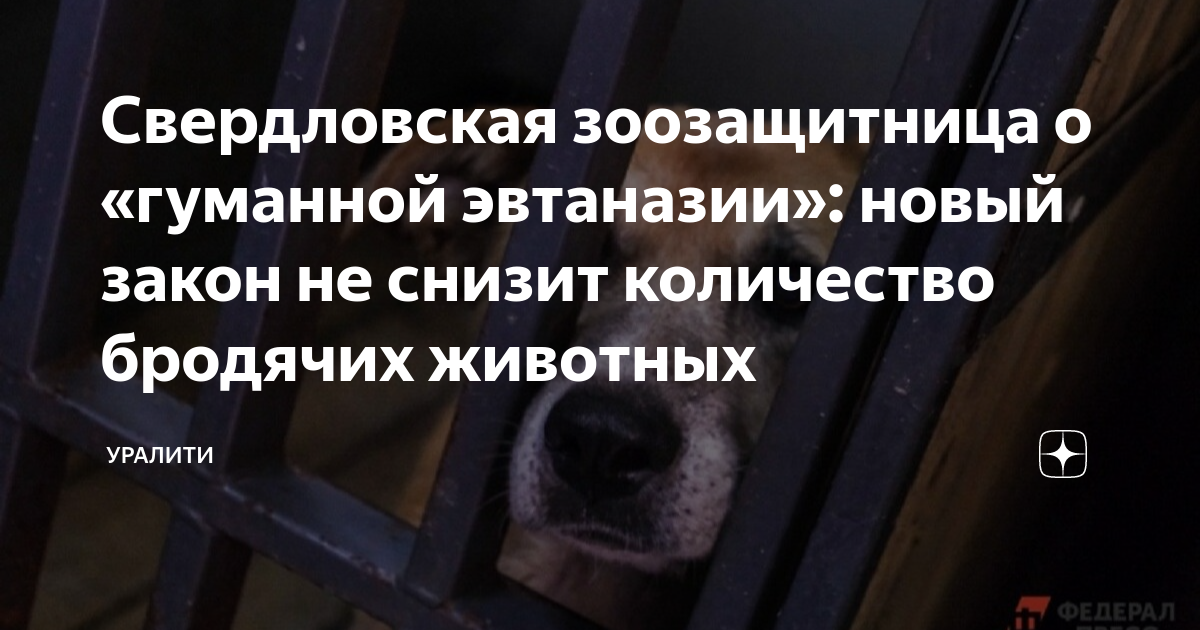 Убийство бездомных животных. Бездомные собаки дзержинск. Проблемы эвтаназии в ветеринарии. Закон об эвтаназии бездомных животных. Реклама эвтаназии животных.