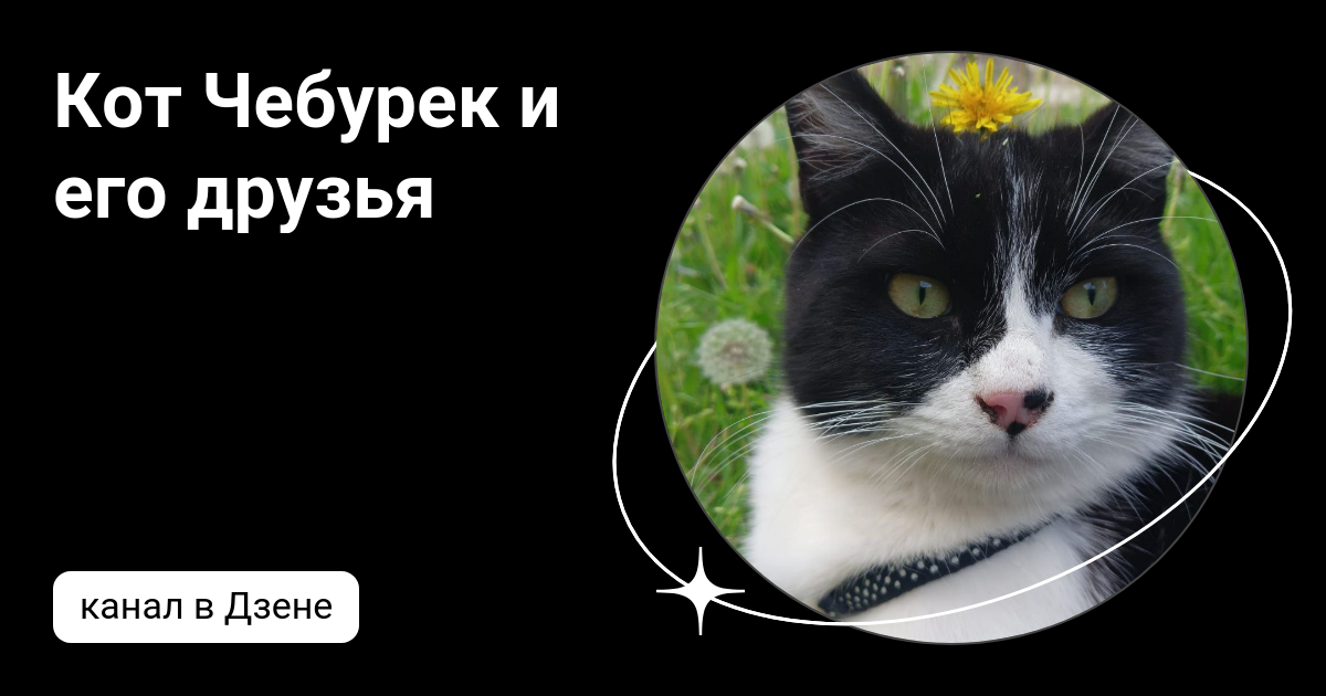 Кот с чебуреком