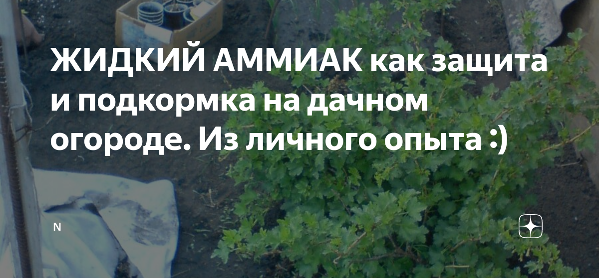 ЖИДКИЙ АММИАК как защита и подкормка на дачном огороде. Из личного ...