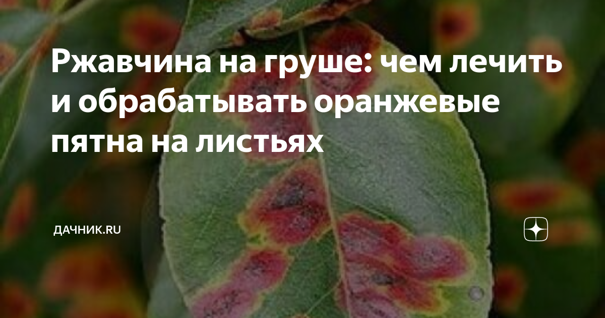 Ржавчина на винограде фото и борьба с ними