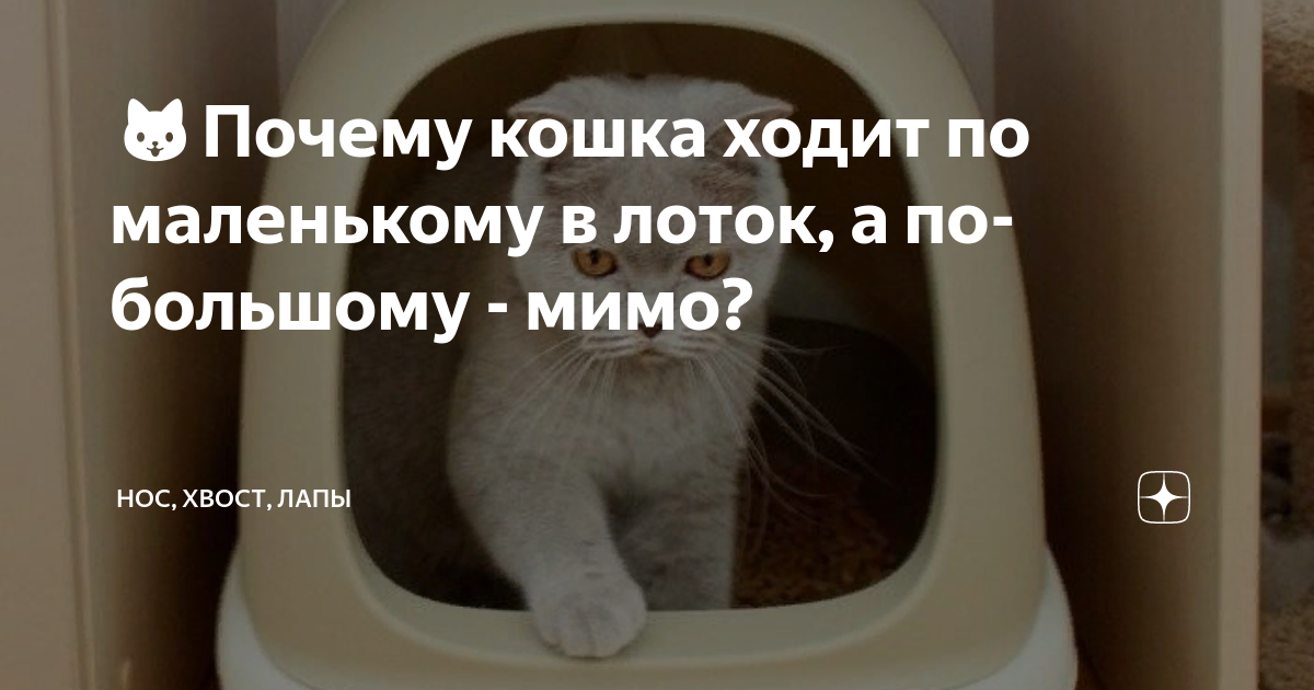 Как отучить кота гадить в неположенном месте: проверенные способы